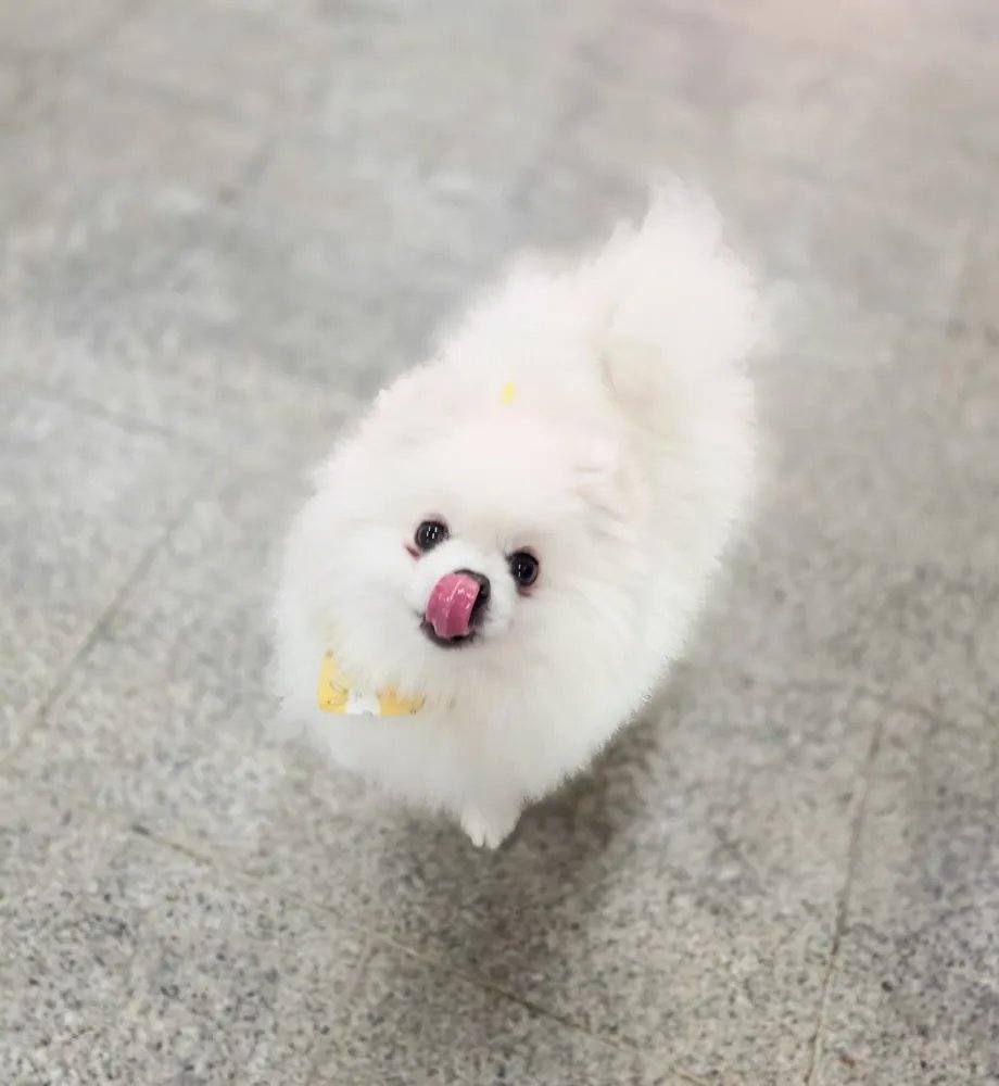 포코