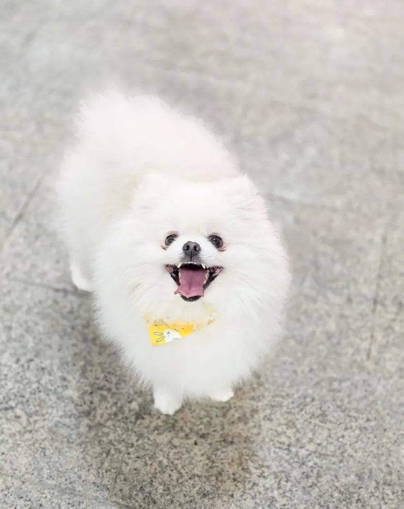 포코