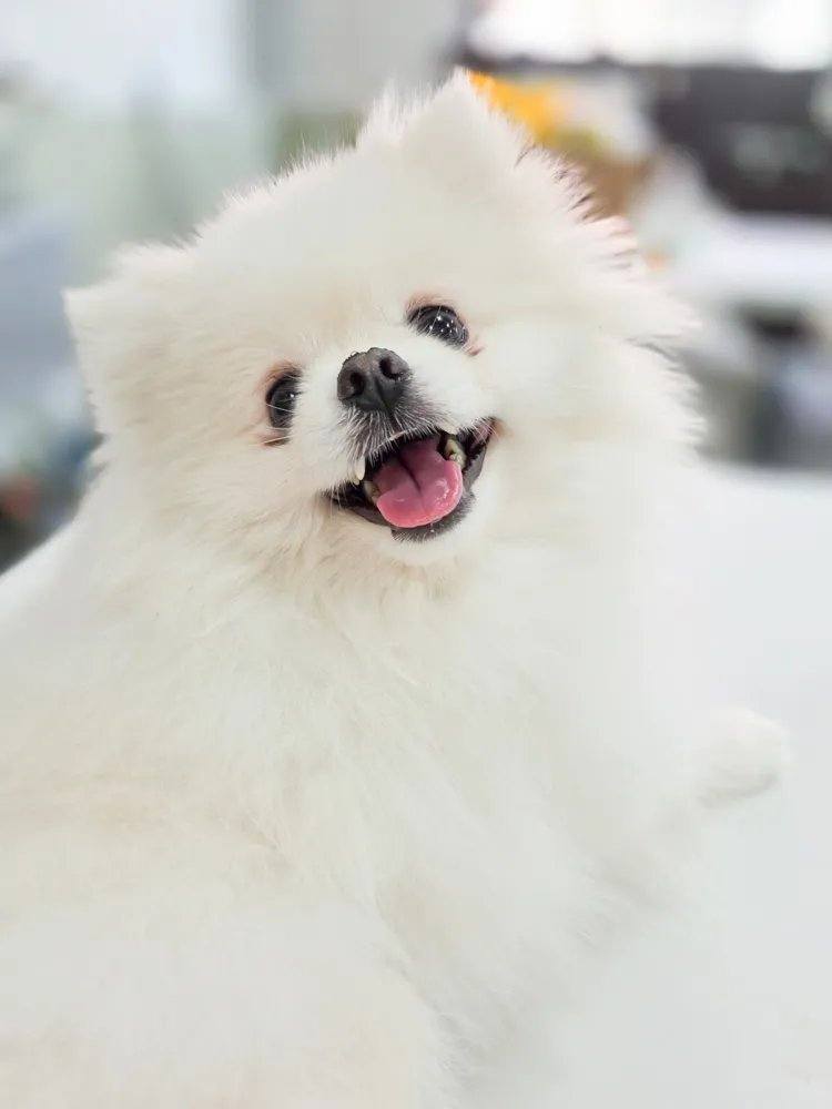 포코