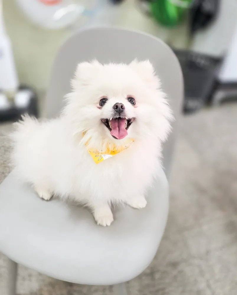 포코