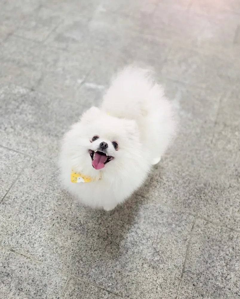 포코