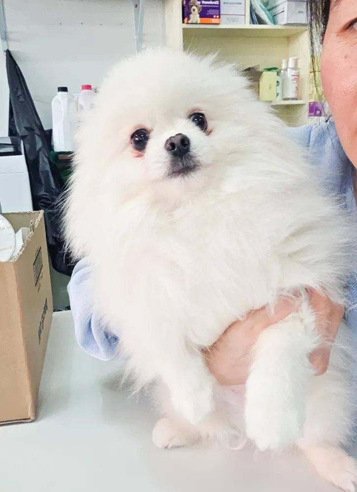 포코