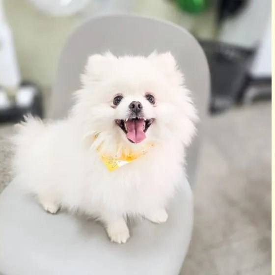 포코