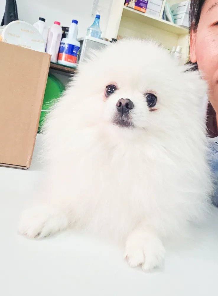 포코