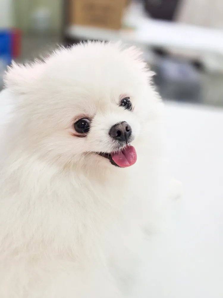 포코