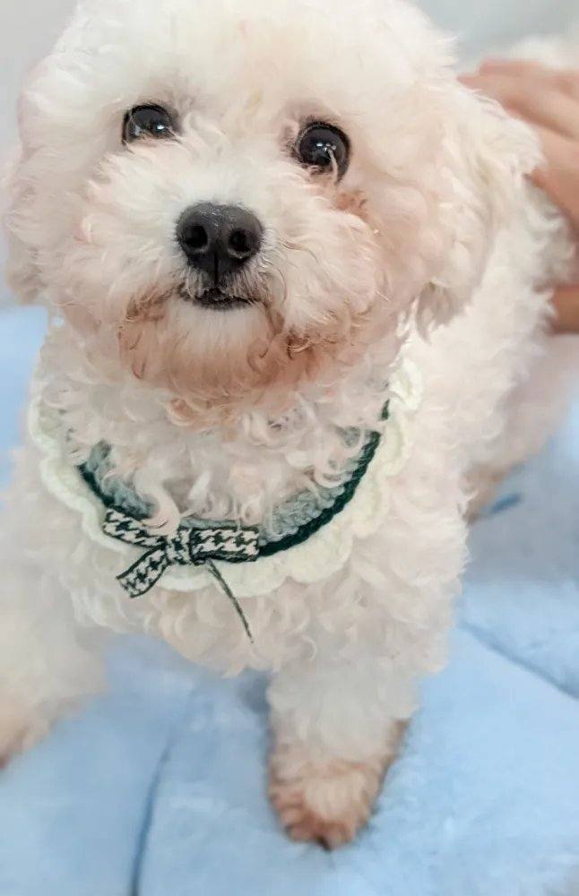 비비