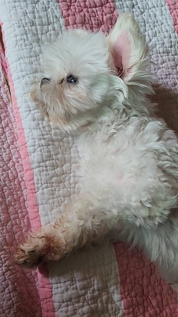 가람