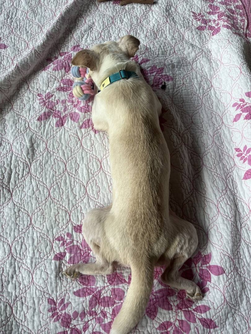 토비