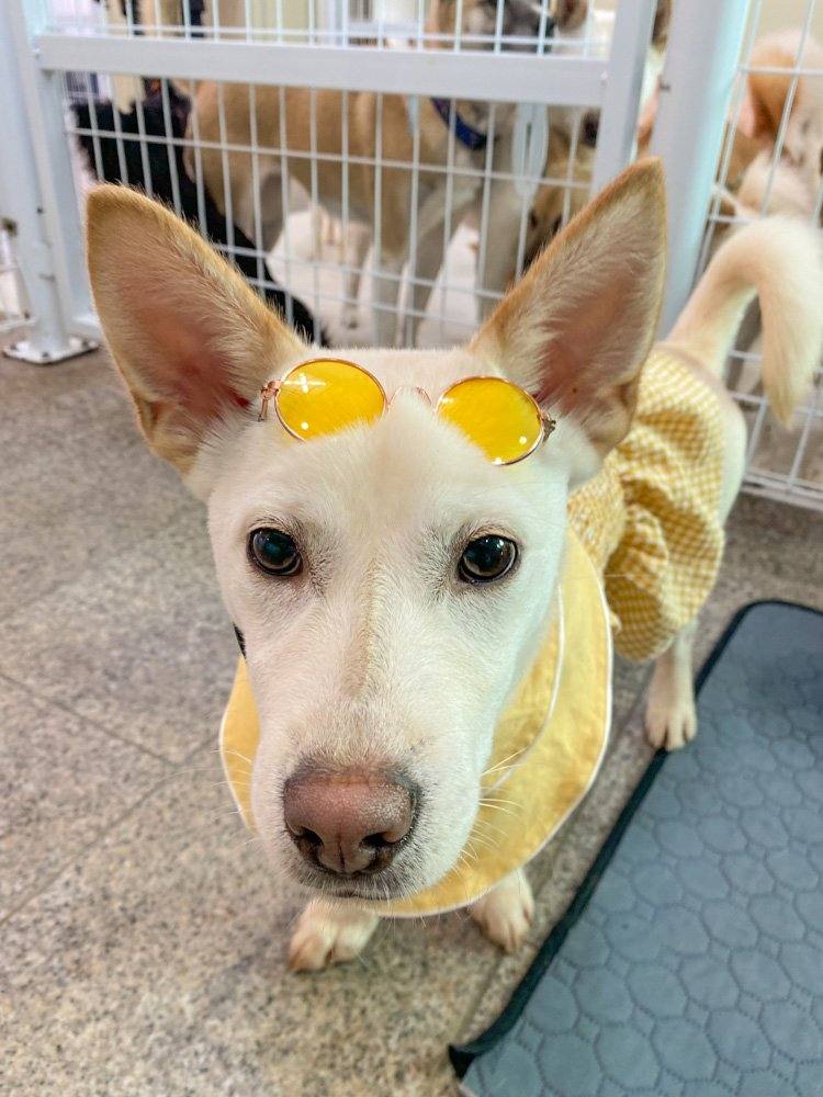 하루
