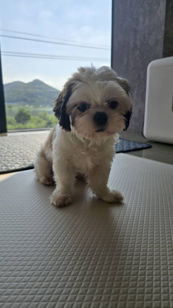 로즈