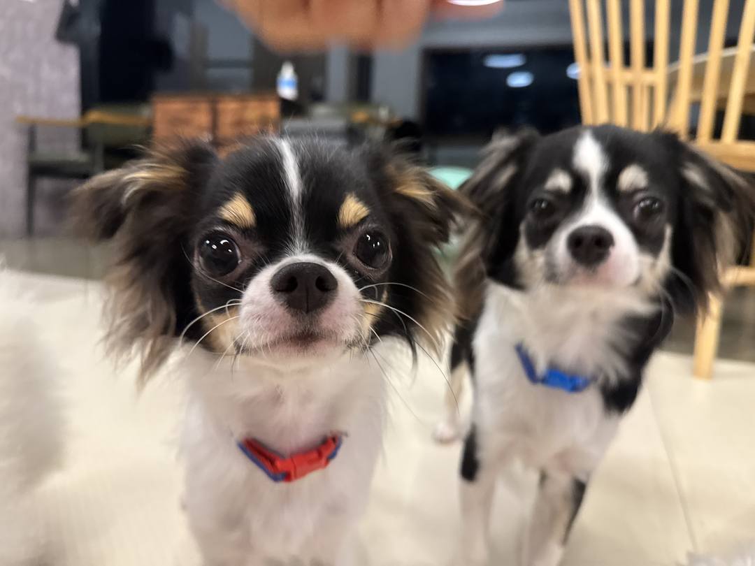 네즈