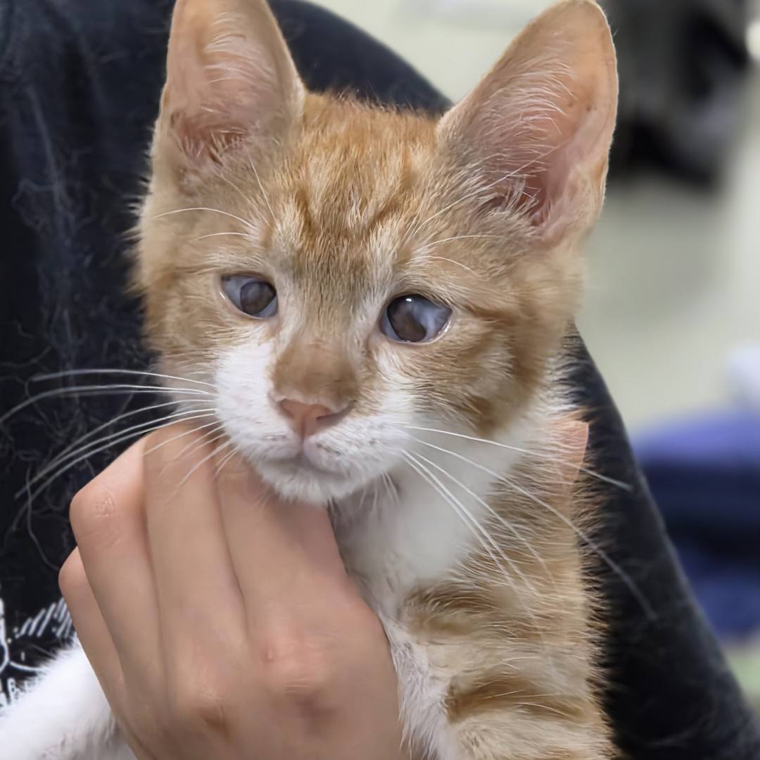 콩돌(고양이)