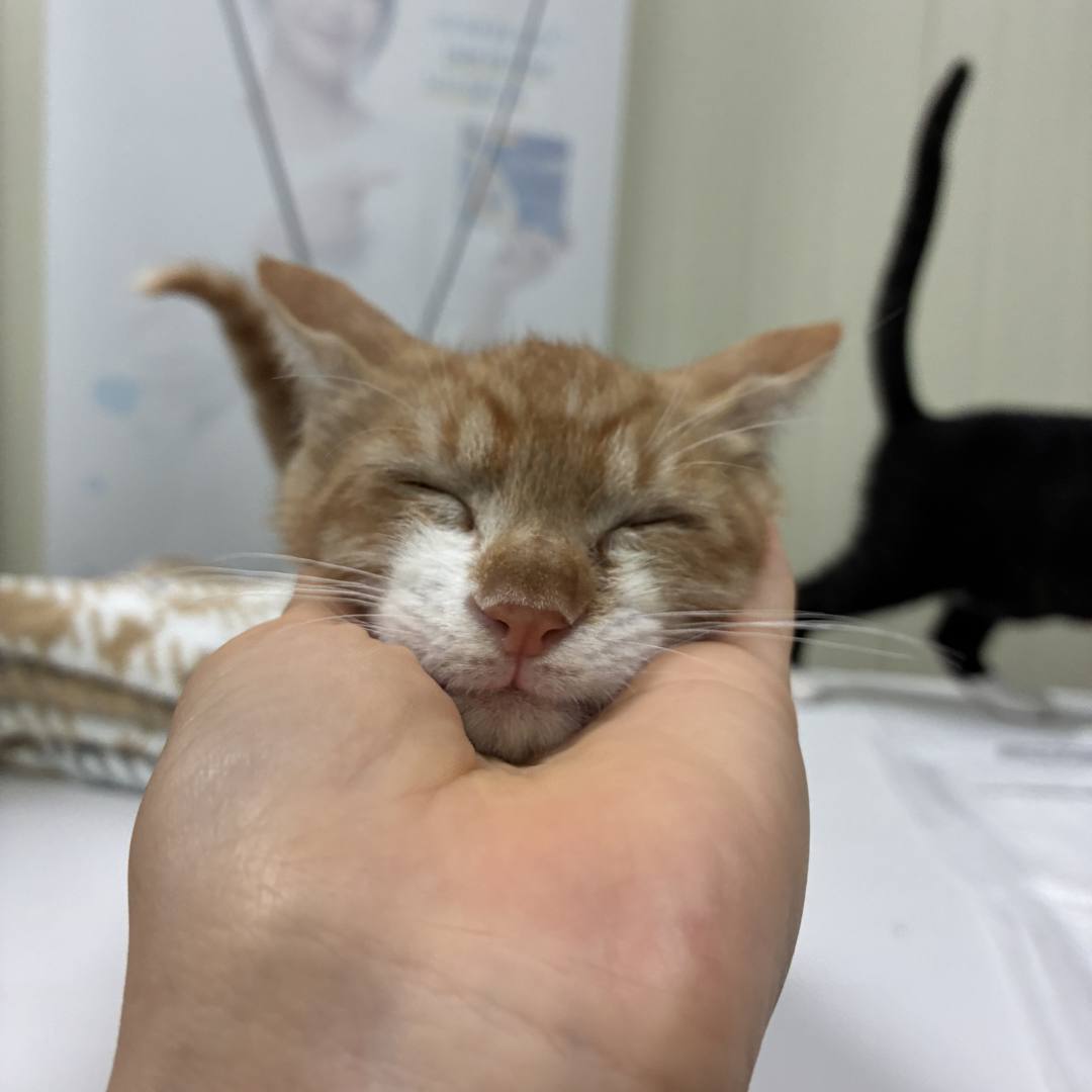 콩돌(고양이)
