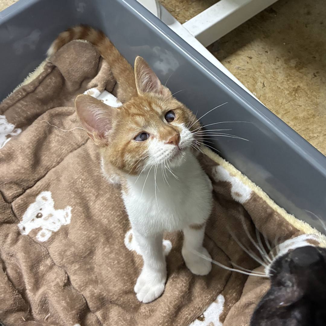 콩돌(고양이)
