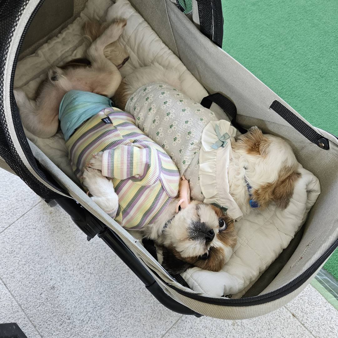 제제