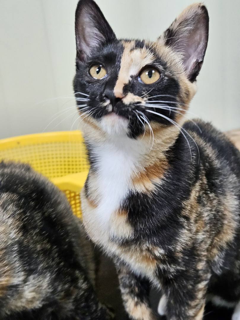 약콩(고양이)