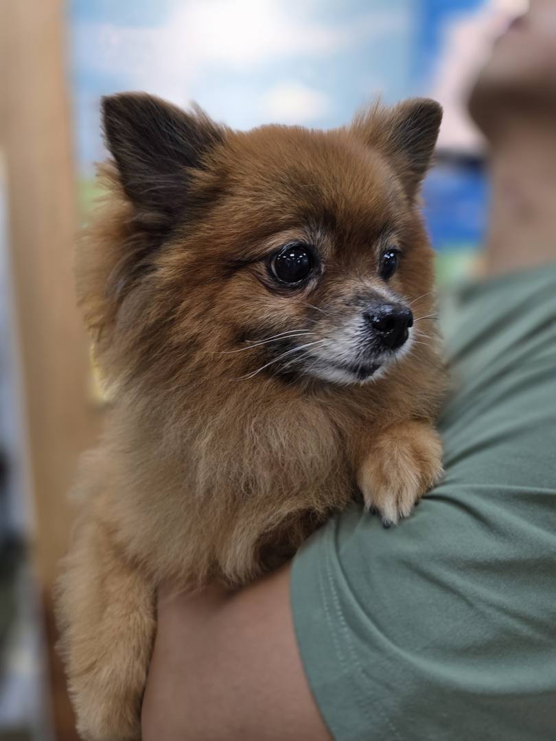 Gimpo Breeding Facility) Gabel