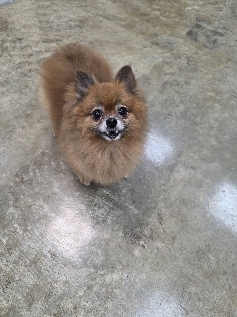 Gimpo Breeding Facility) Gabel
