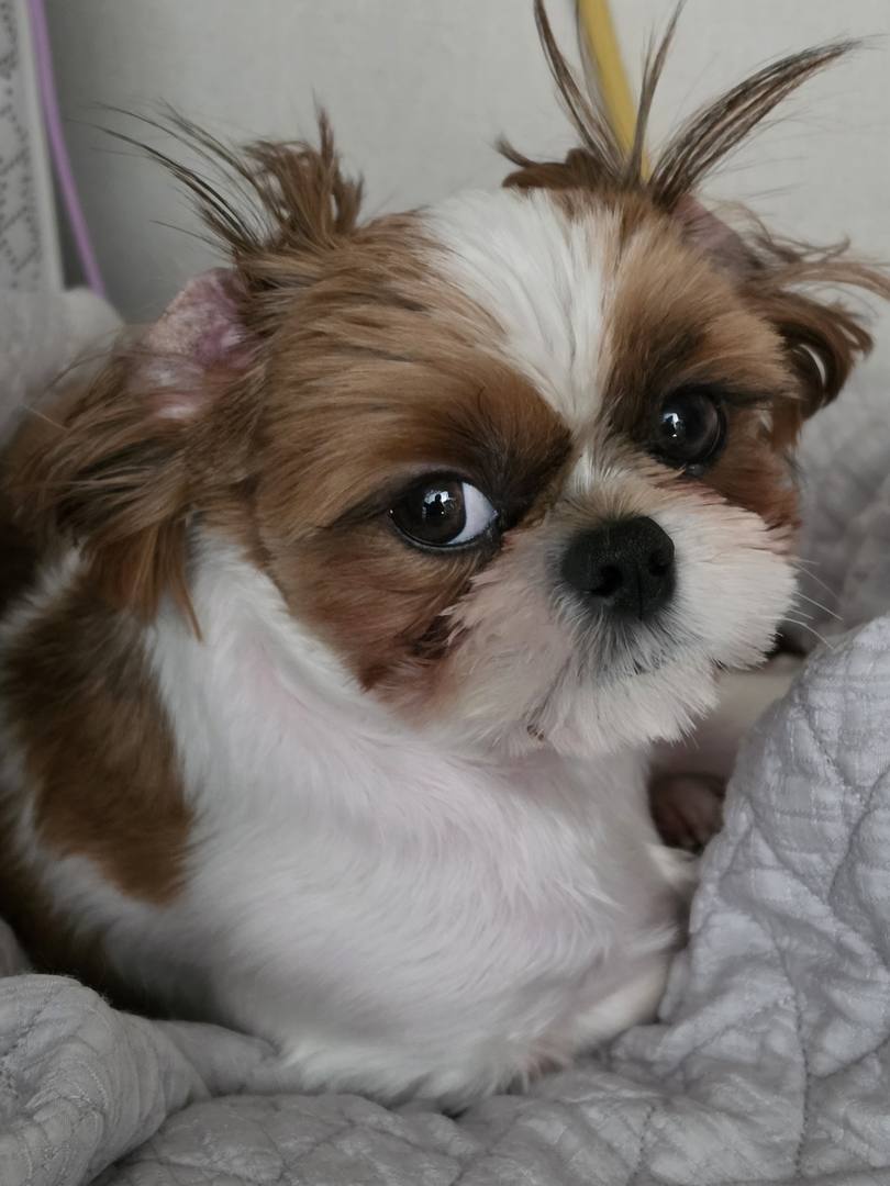 윤이