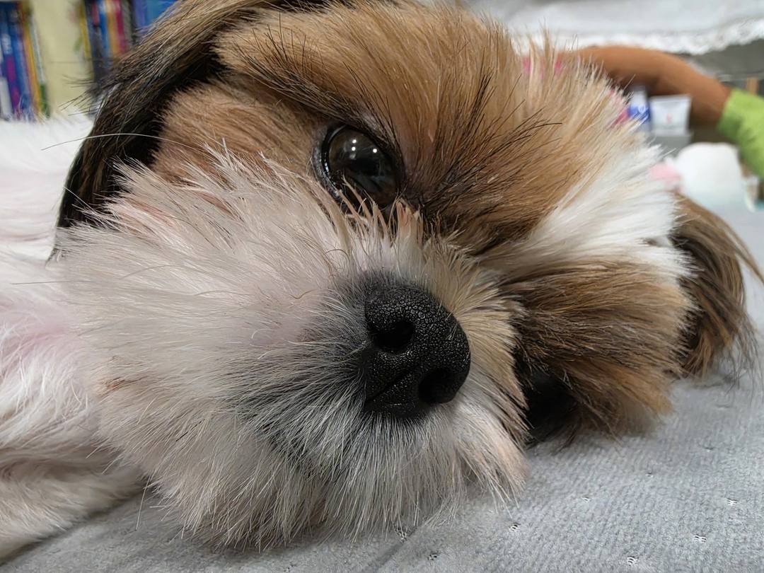 윤이