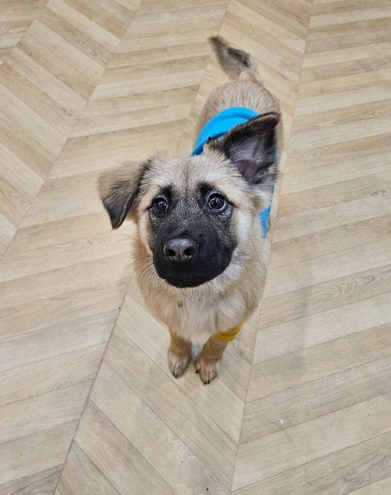 Ali