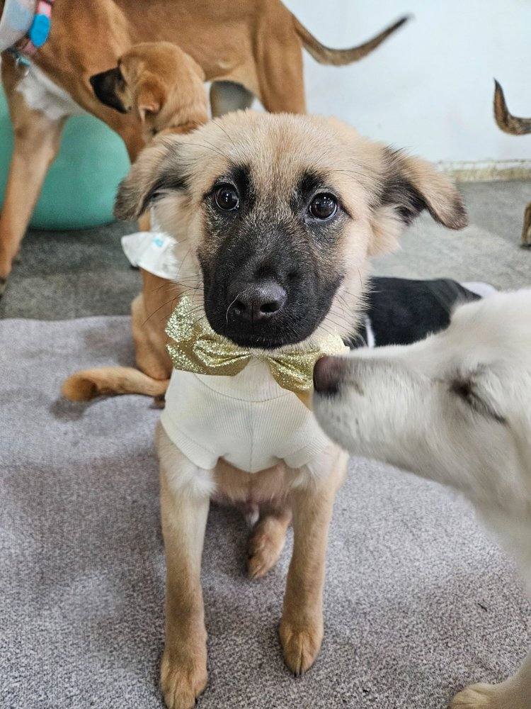 Ali