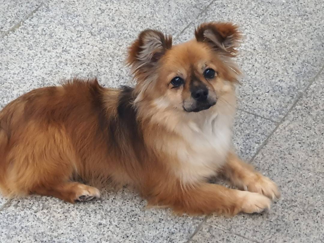 똘이