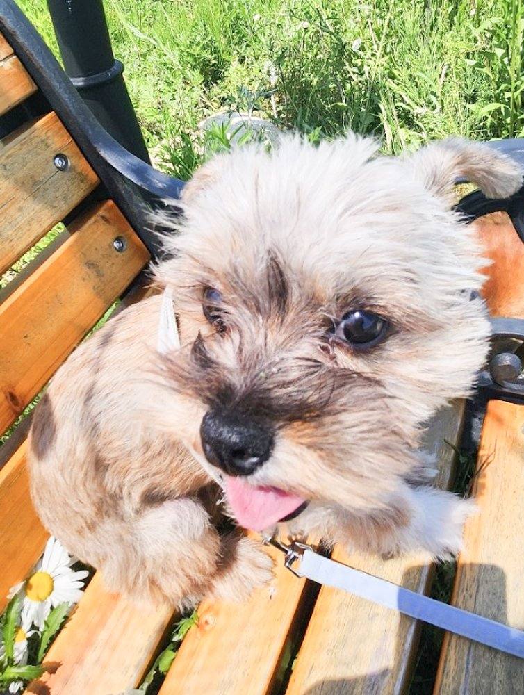보미