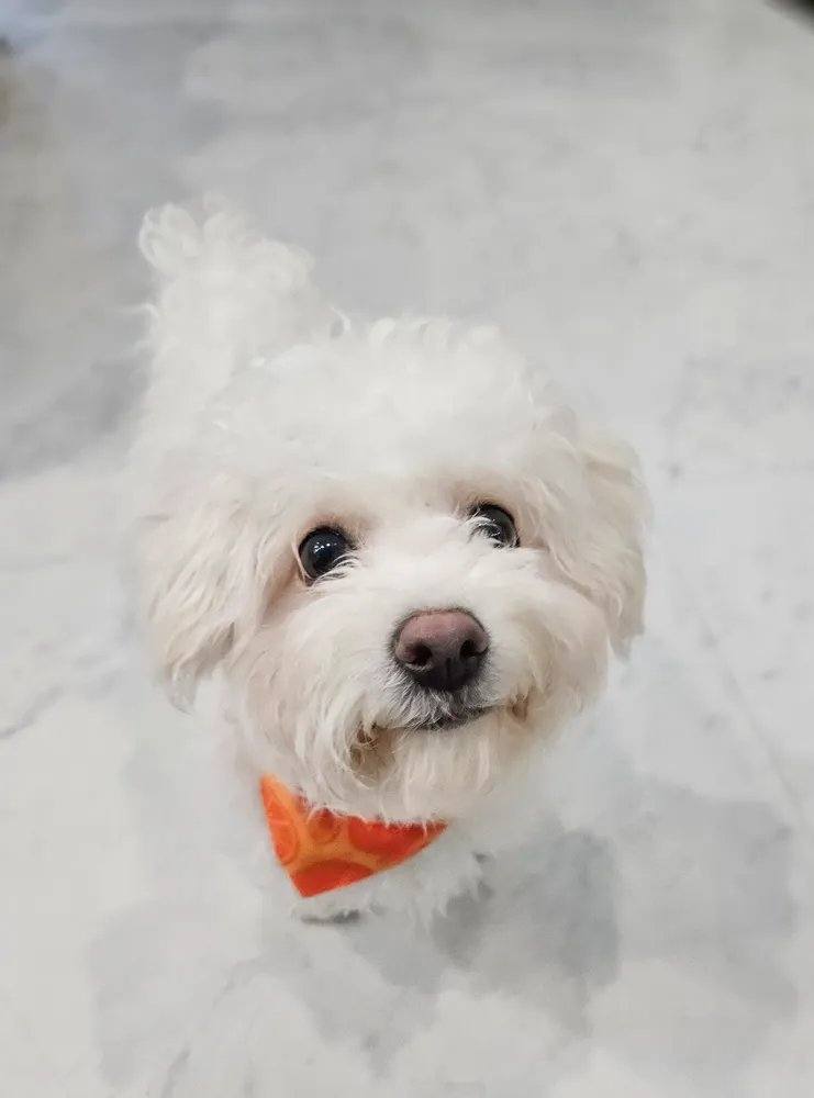 아톰