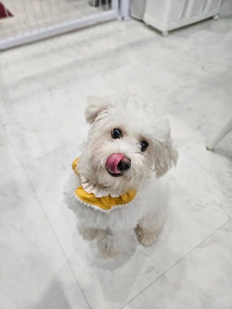 아톰