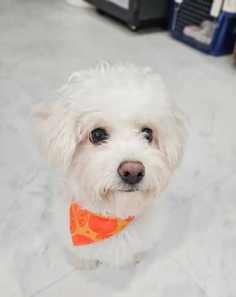아톰