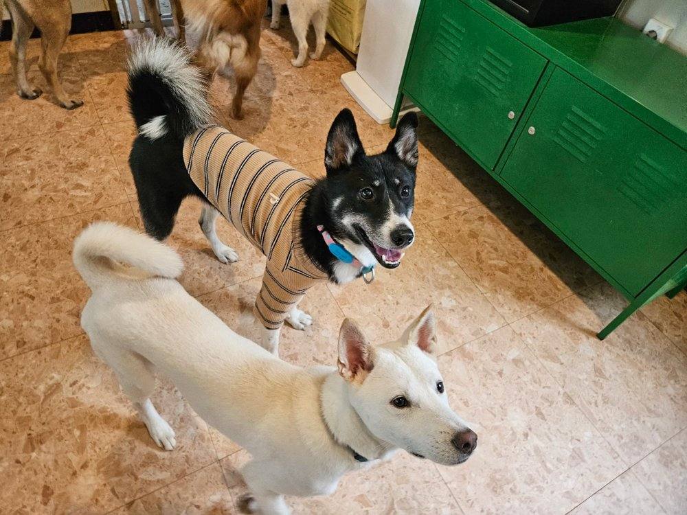 페퍼