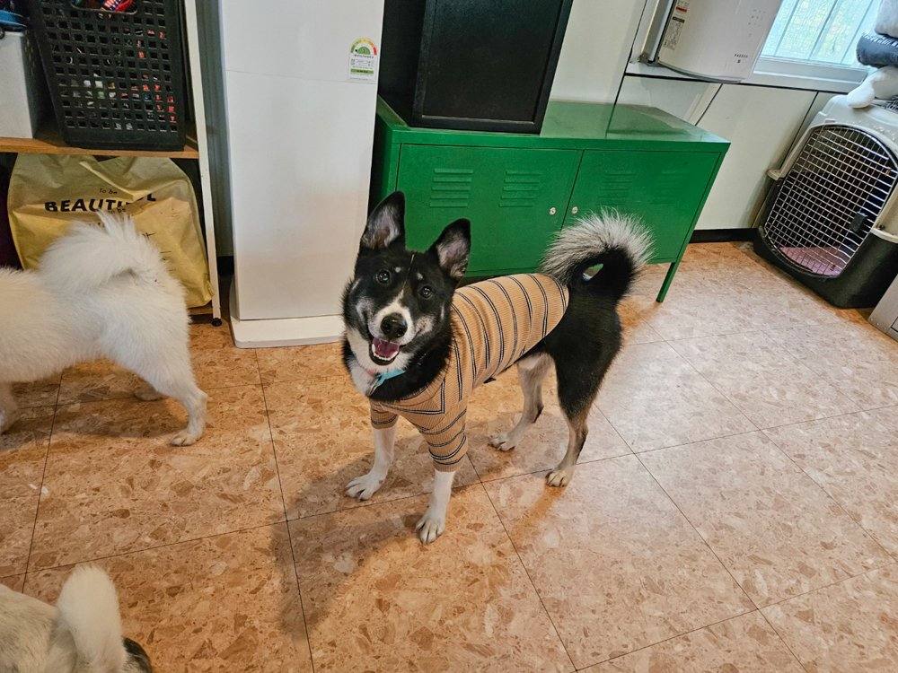 페퍼