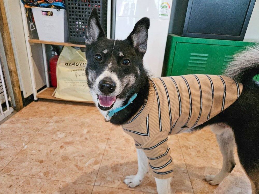 페퍼