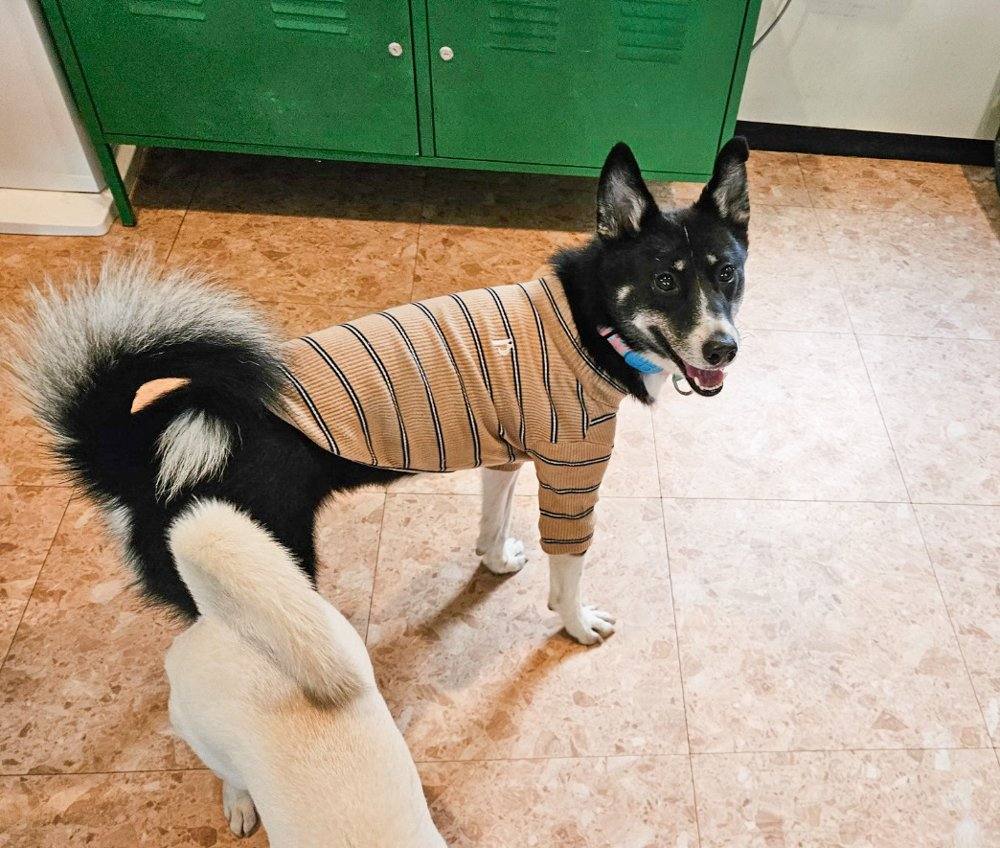 페퍼