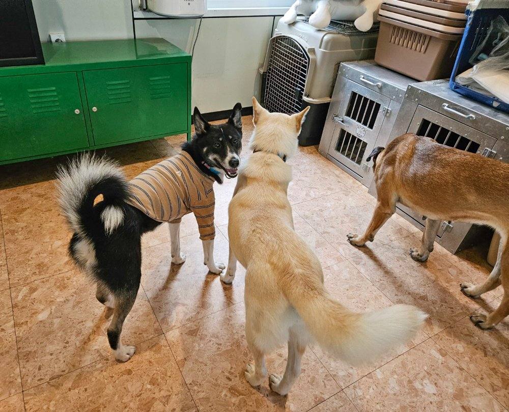 페퍼