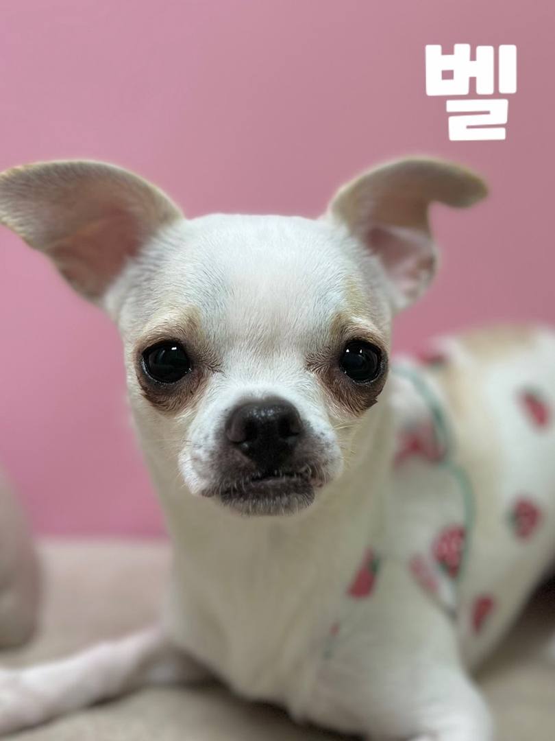벨