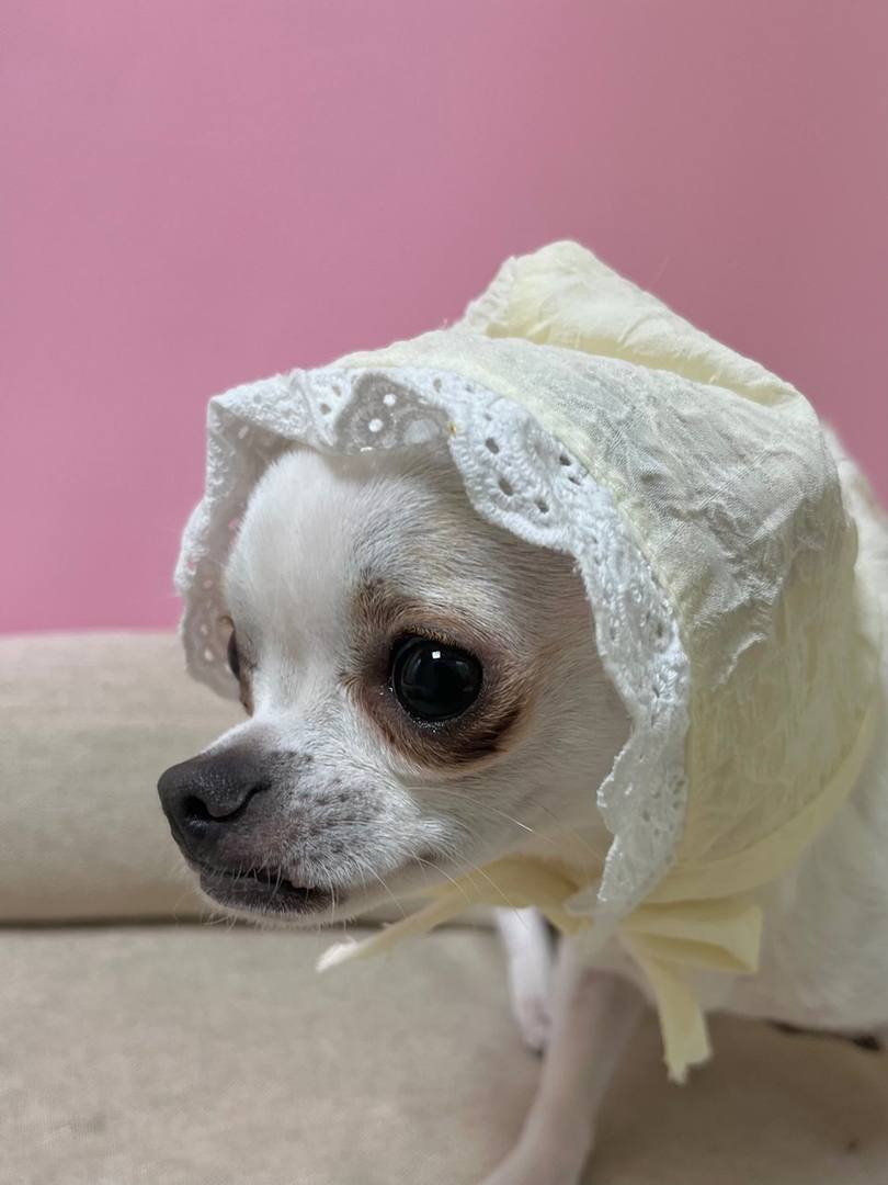 벨