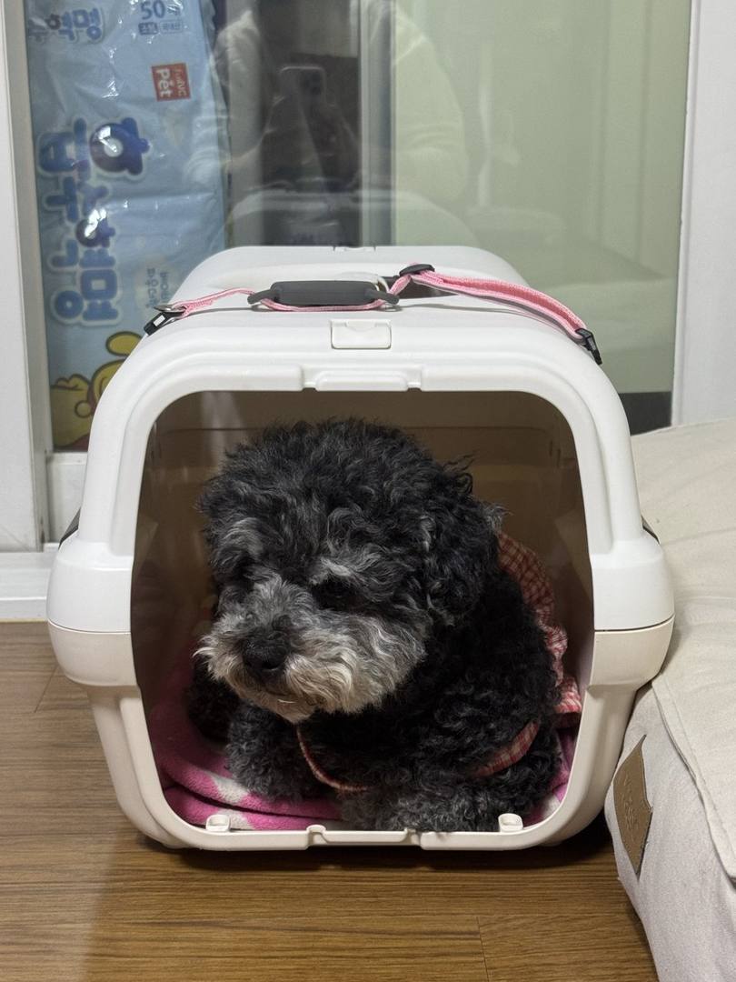 봉순
