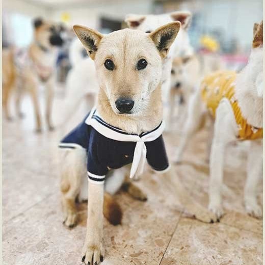 셀린