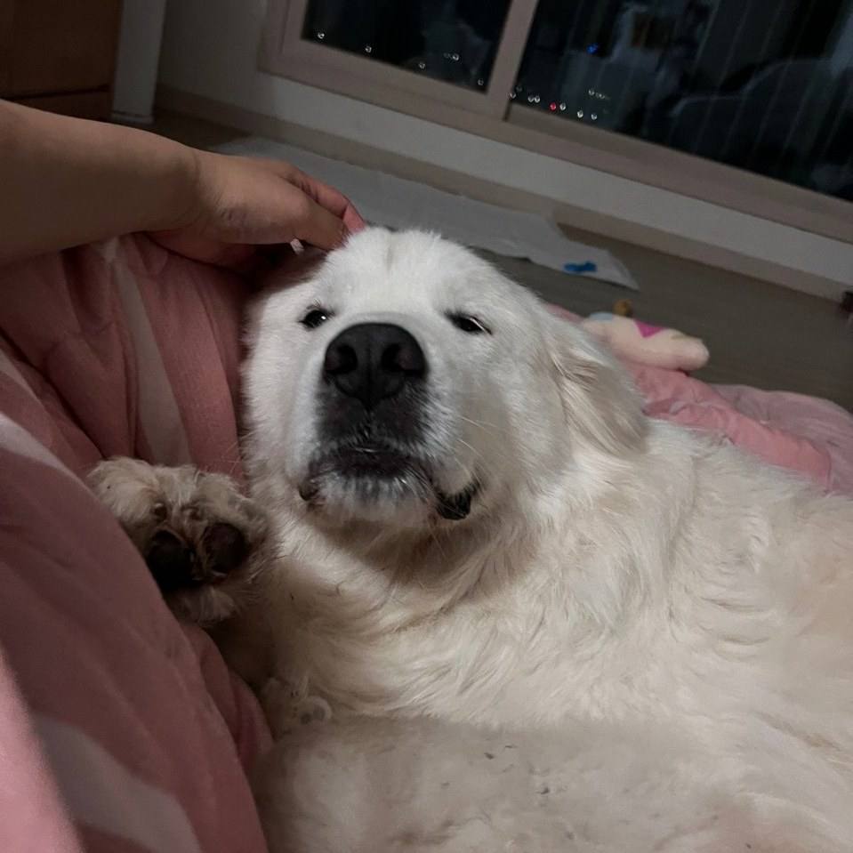 복돌