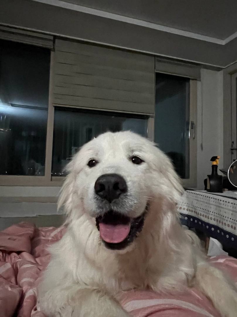 복돌