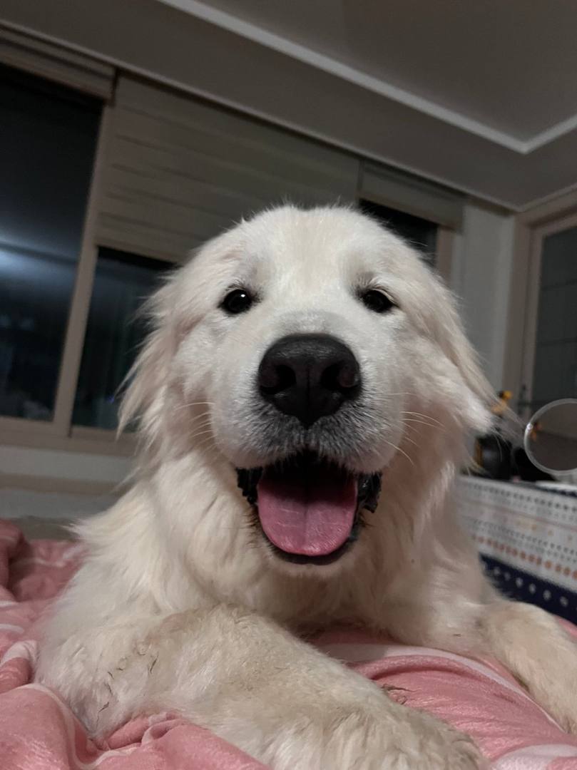 복돌