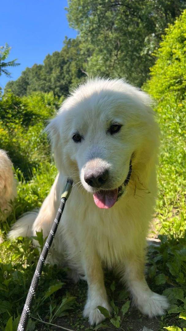 복돌