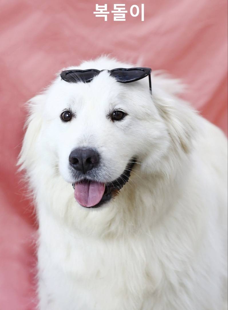 복돌