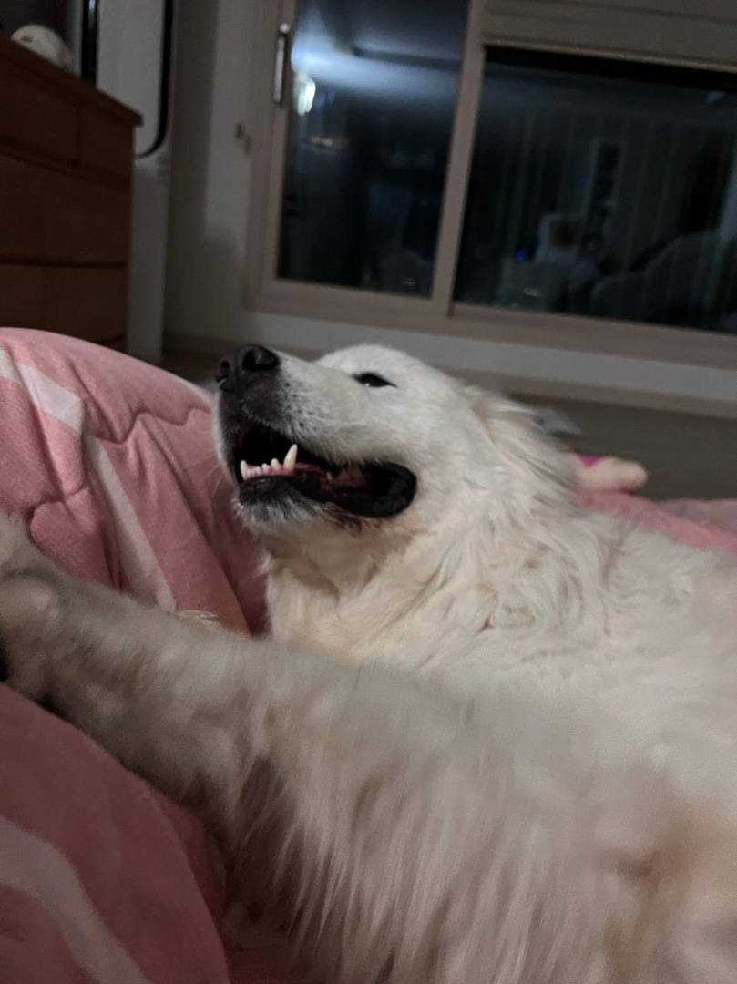 복돌