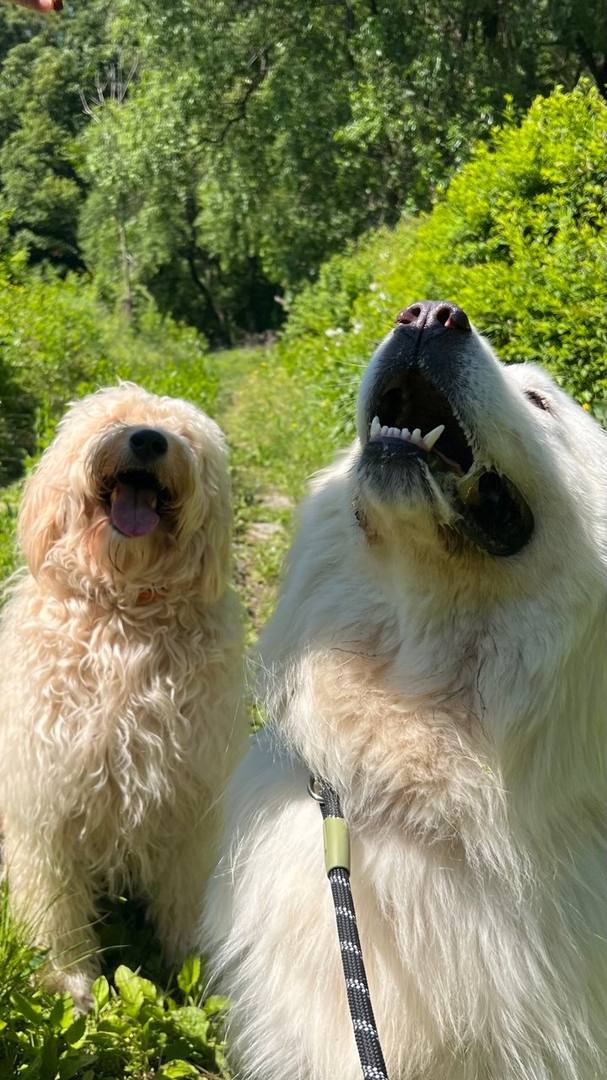 복돌