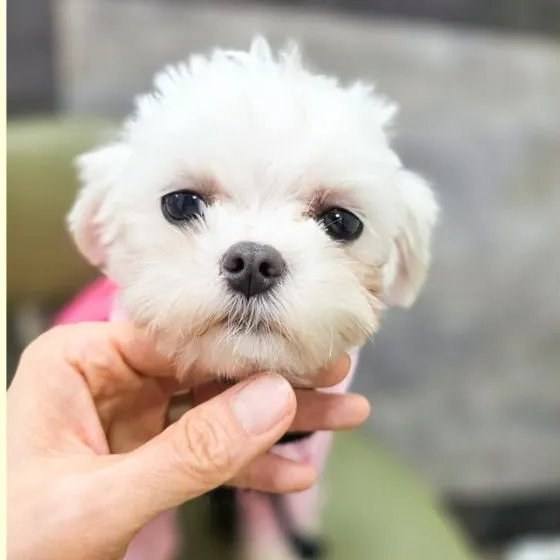 칠리