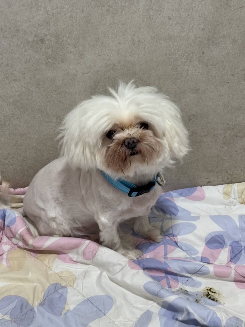 데이지