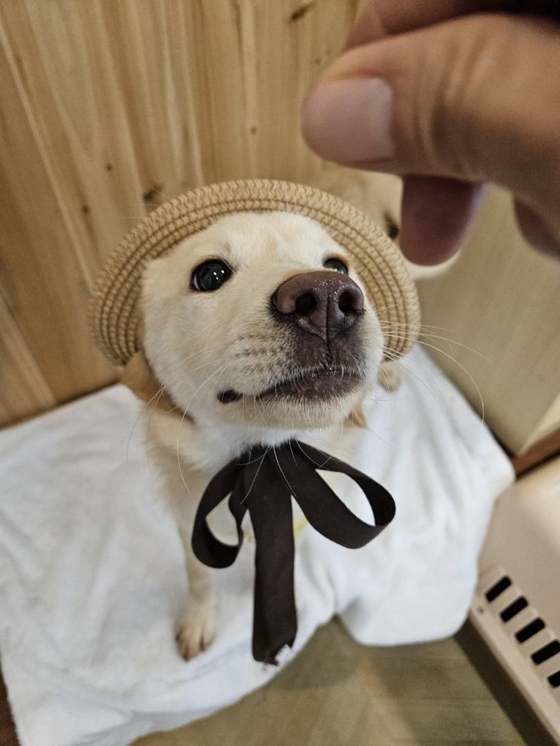 정유